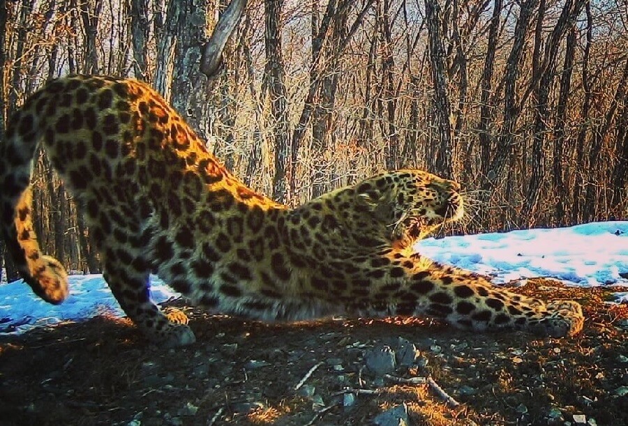 19 сентября – День дальневосточного леопарда