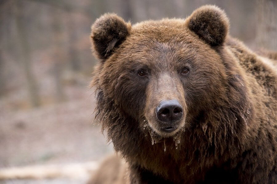 Гибрид белого и бурого медведя может сформироваться на севере Якутии