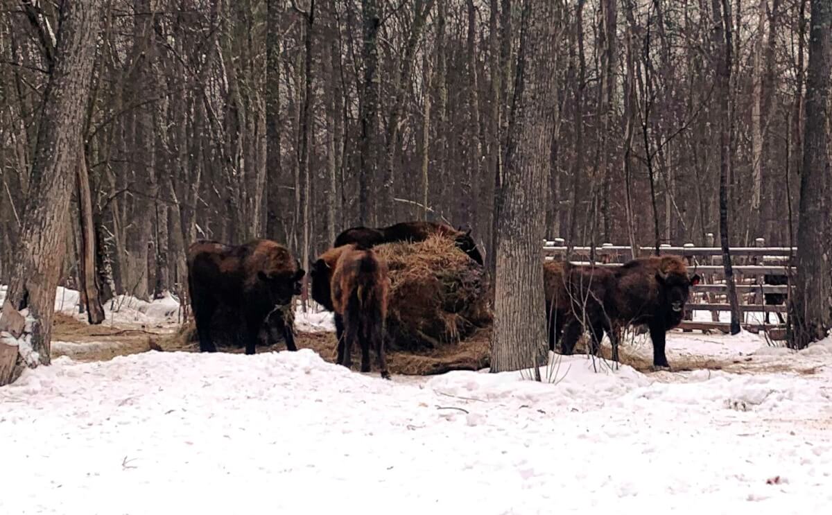 В Мордовии в природу выпустили восемь зубров