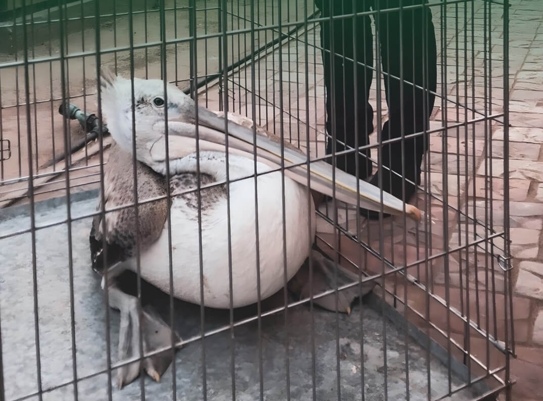 Под Астраханью из ледового плена спасли краснокнижного пеликана