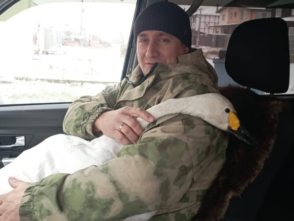 В Красноярске спасли краснокнижного лебедя