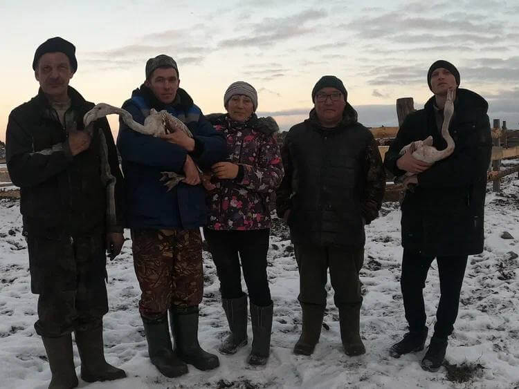 За месяц в российских регионах спасли шесть замерзающих розовых фламинго