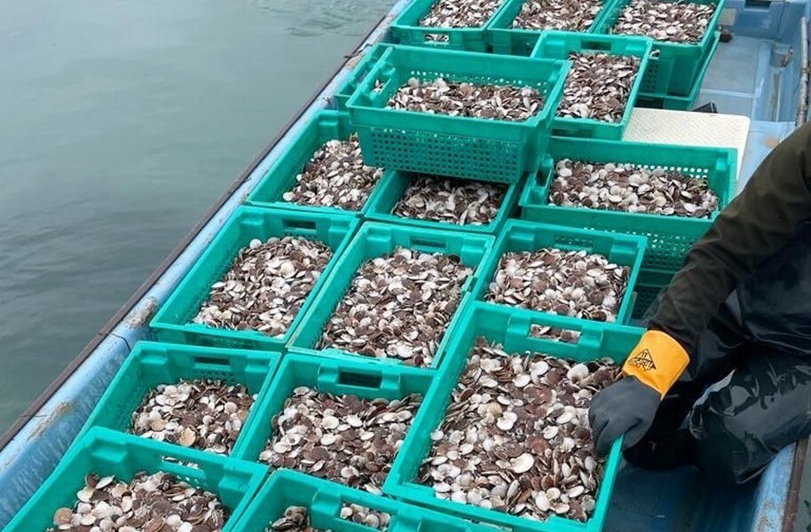 Более 5 миллионов особей гребешка выпустили в море предприятия аквакультуры