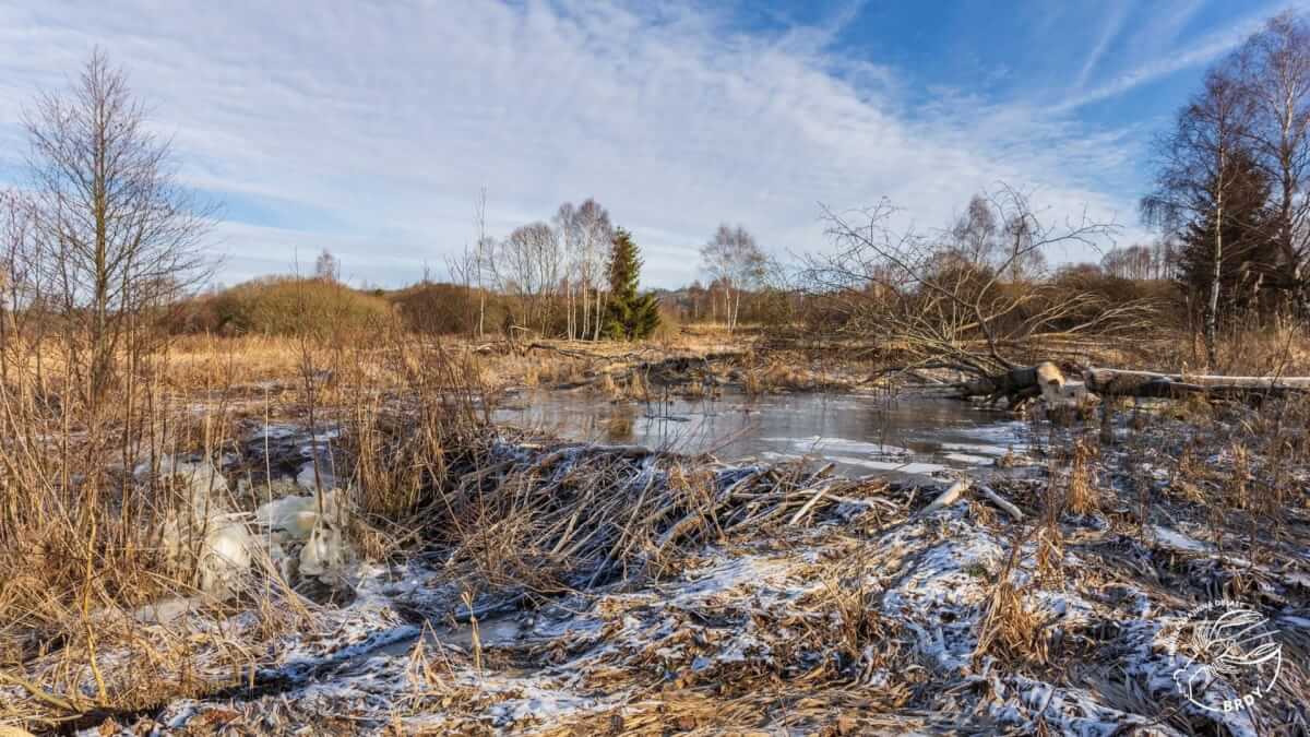 Чешские бобры построили плотину, которую власти согласовывали 7 лет