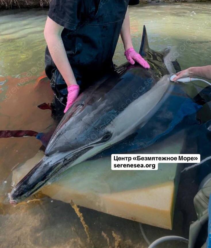 «Безмятежное море»: экстренная помощь дельфинам Чёрного моря