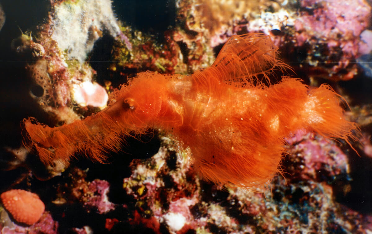 На Большом Барьерном рифе обнаружили новый вид морских игл-призраков