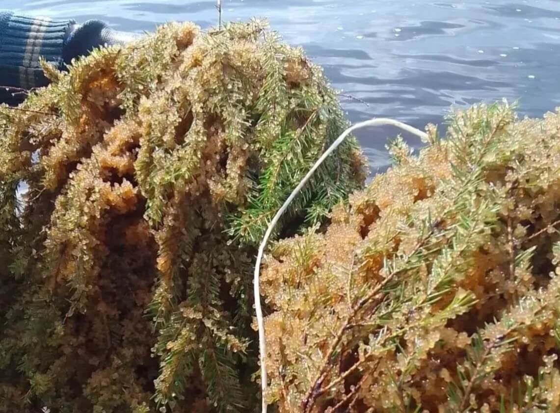 На Горьковском водохранилище в Нижегородской области установили 188 нерестовых гнезд