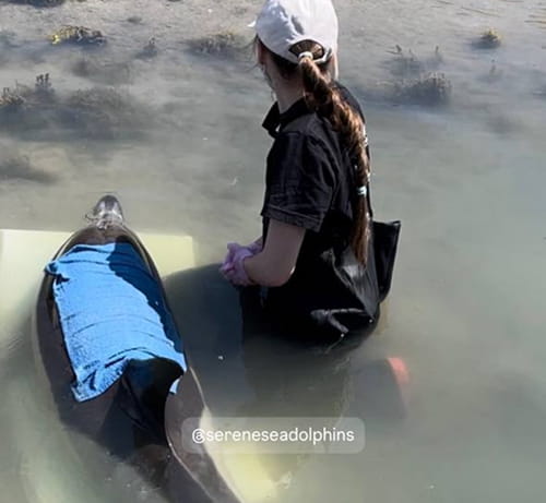 «Безмятежное море»: экстренная помощь дельфинам Чёрного моря