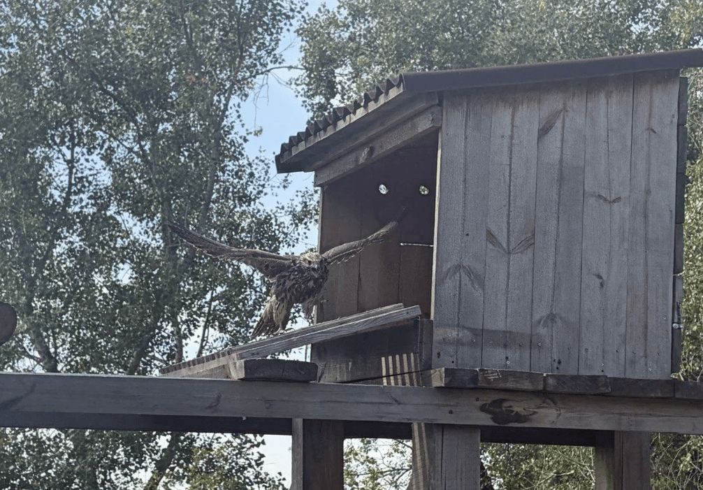 На Алтае в природу выпустили трех соколов-балобанов