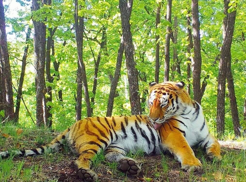 Россия и Китай могут создать экокоридоры для миграции амурских тигров