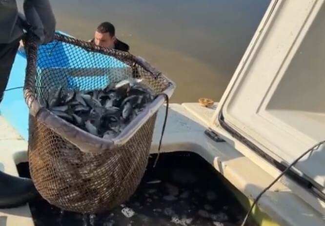 В Челнавское водохранилище Тамбовской области выпустили более 60 тысяч мальков толстолобика
